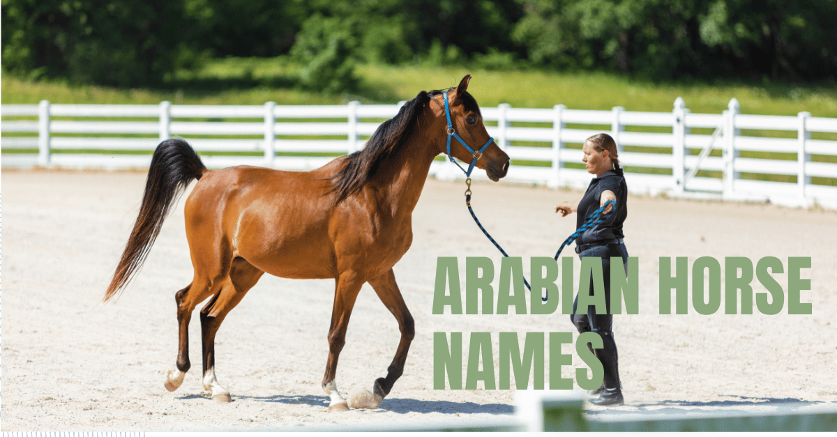 arabian horse names