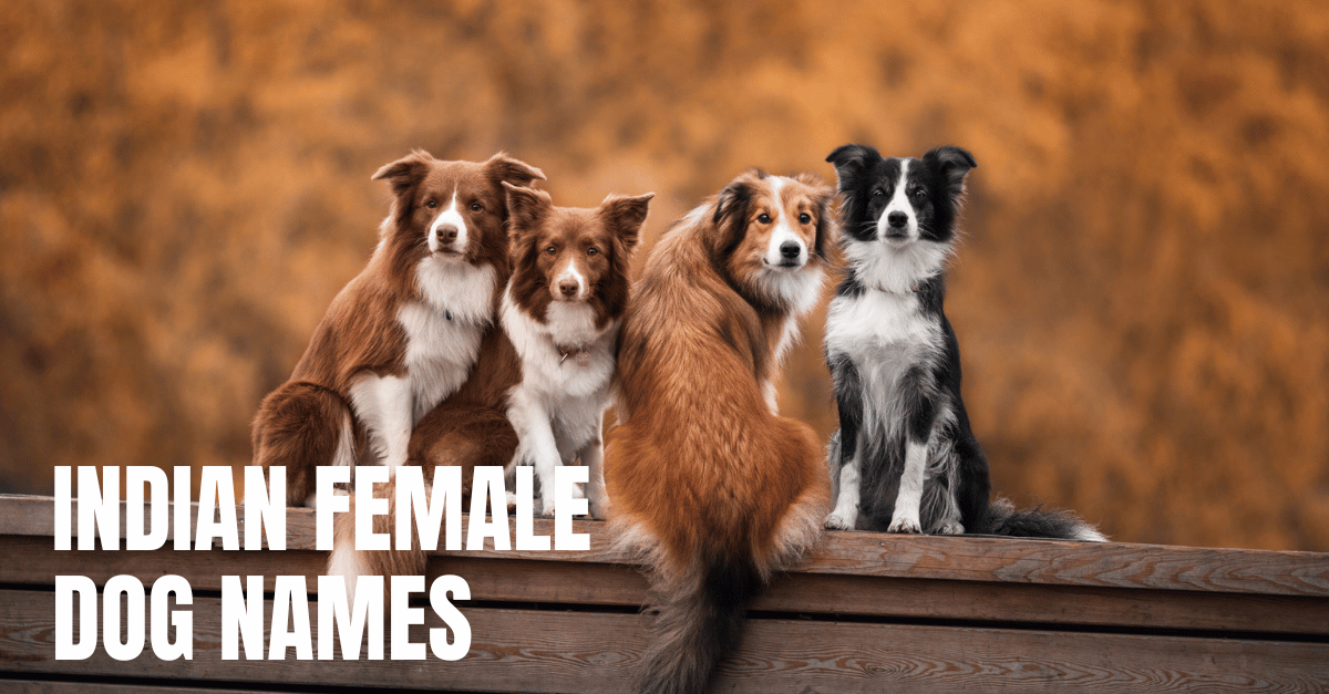 INDIAN FEMALE DOG NAMES