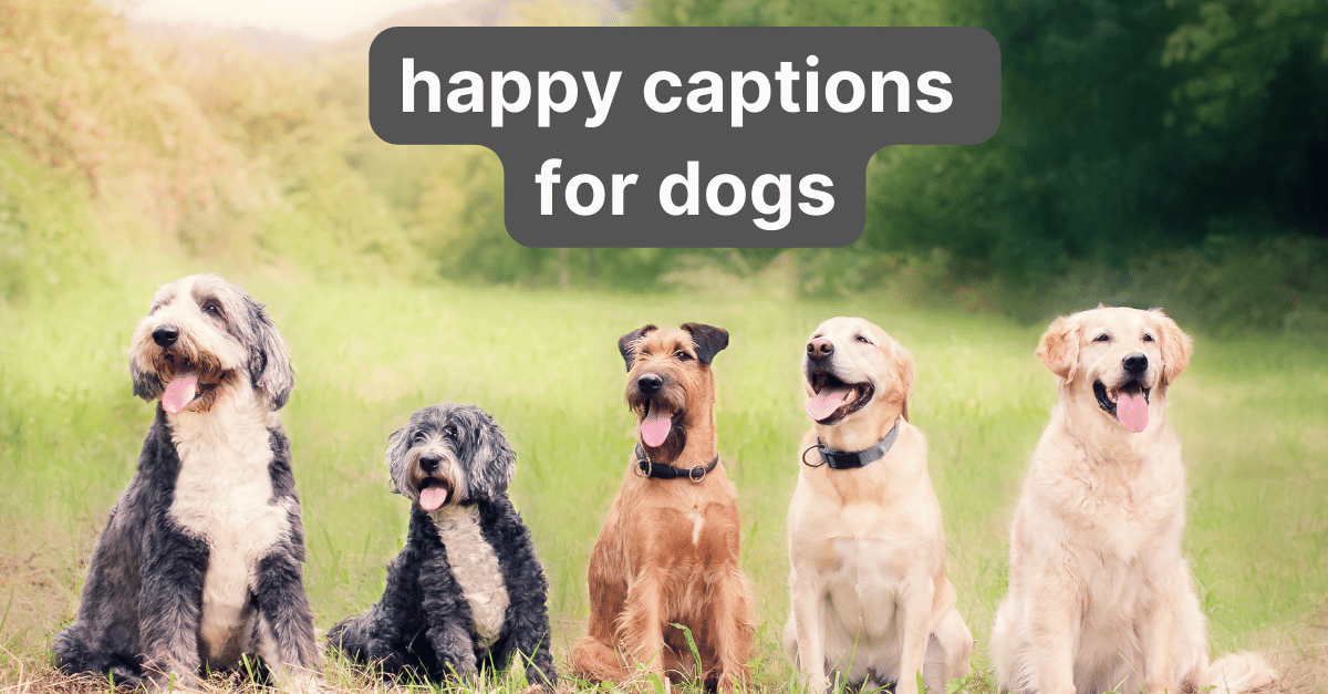 happy captions for dogs
