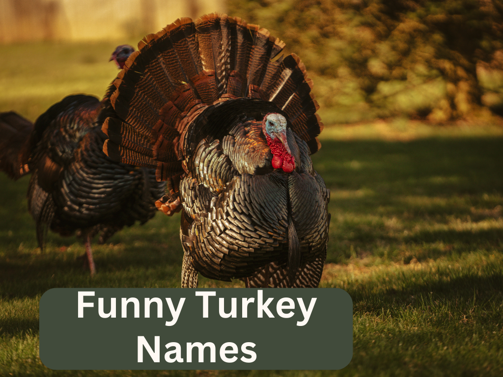 funny turkey names