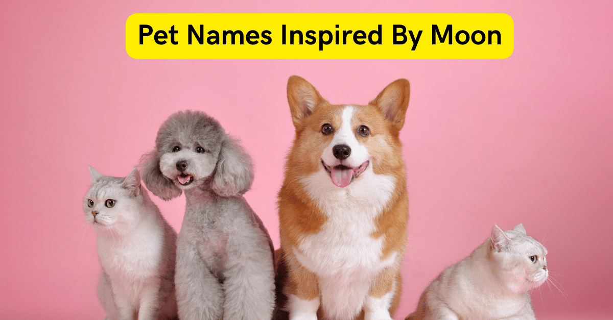 Pet Names Inspired By The Moon