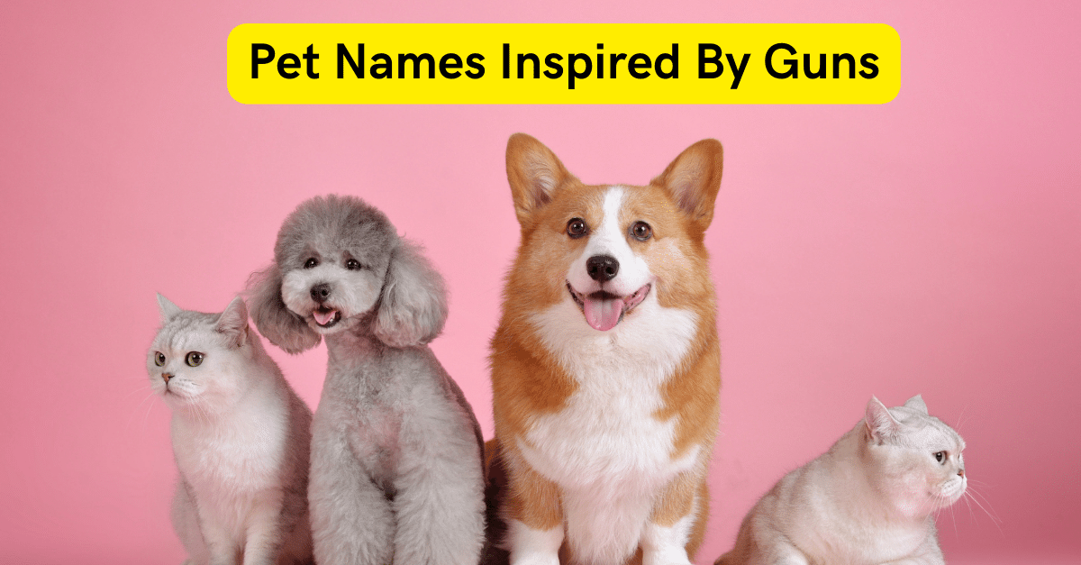 Pet Names Inspired By Guns