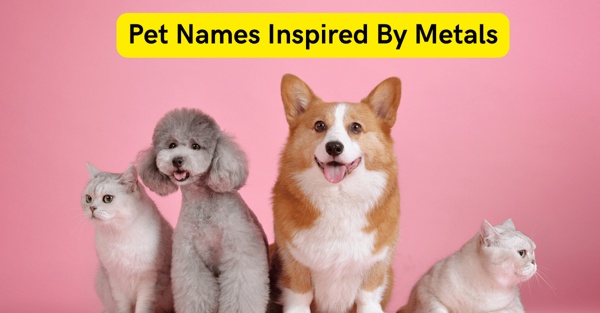 Pet Names Inspired By Metal